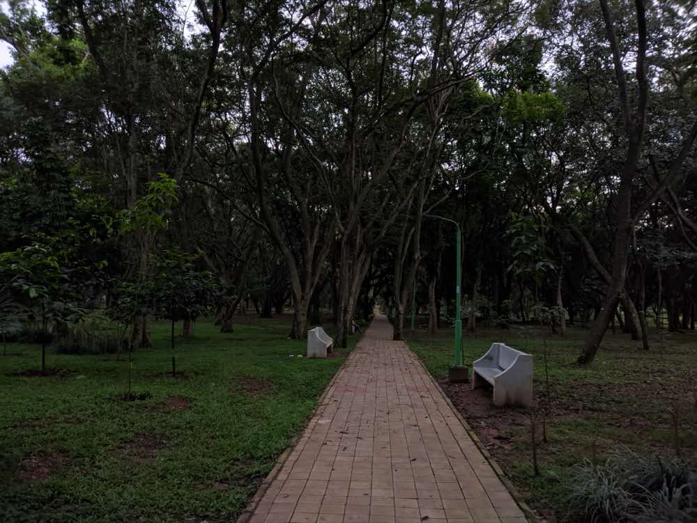 A tree-lined path through a park